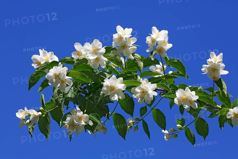 Sweet Mock-orange