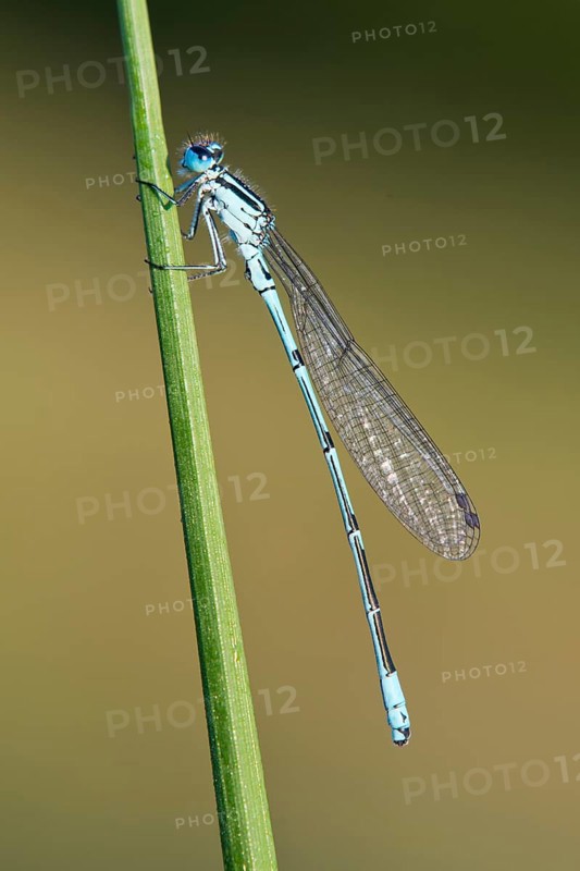 Common blue damselfly