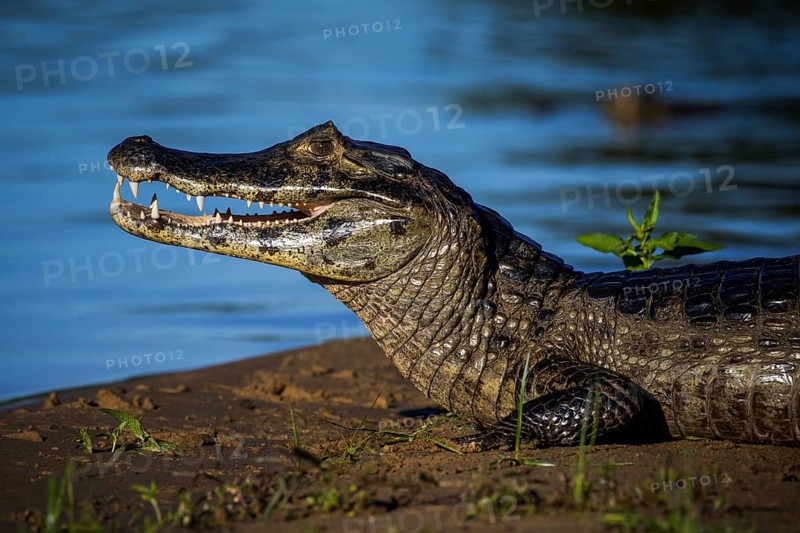 Yacare Caiman