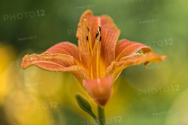Orange day-lily