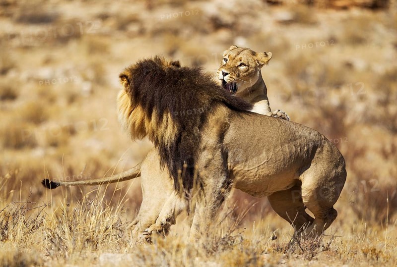 Lions