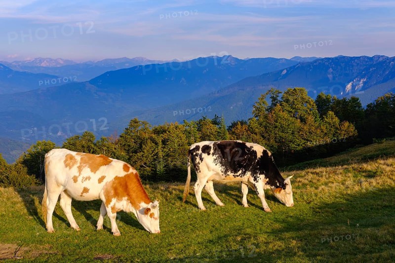 Grazing cows