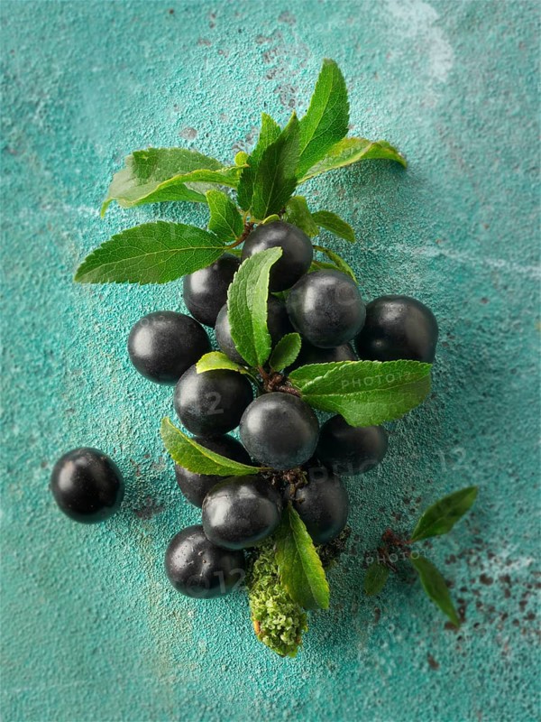 Fresh sloe berries from the blackthorn bush