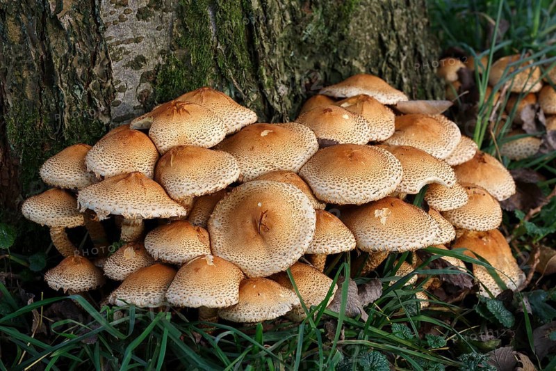 Shaggy scalycap