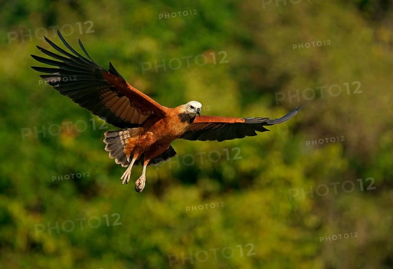 Black-collared hawk