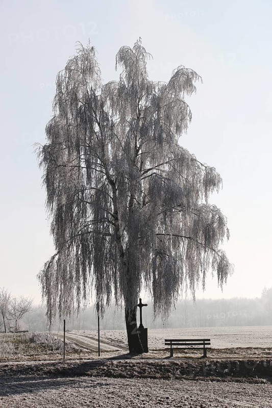 Birch tree with hoarfrost