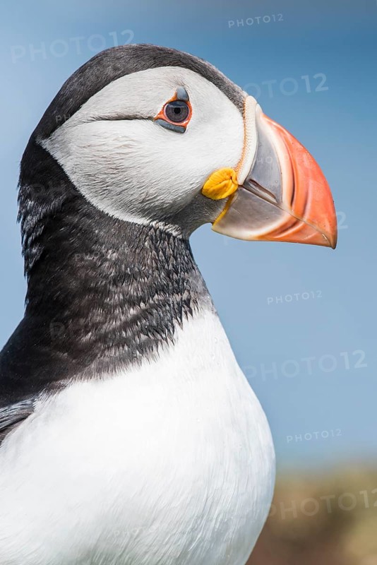 Puffin
