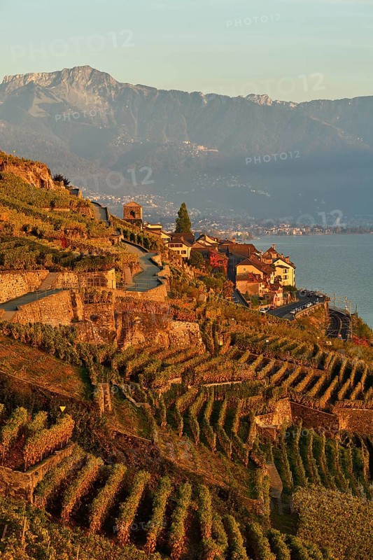 Vineyards in autumn