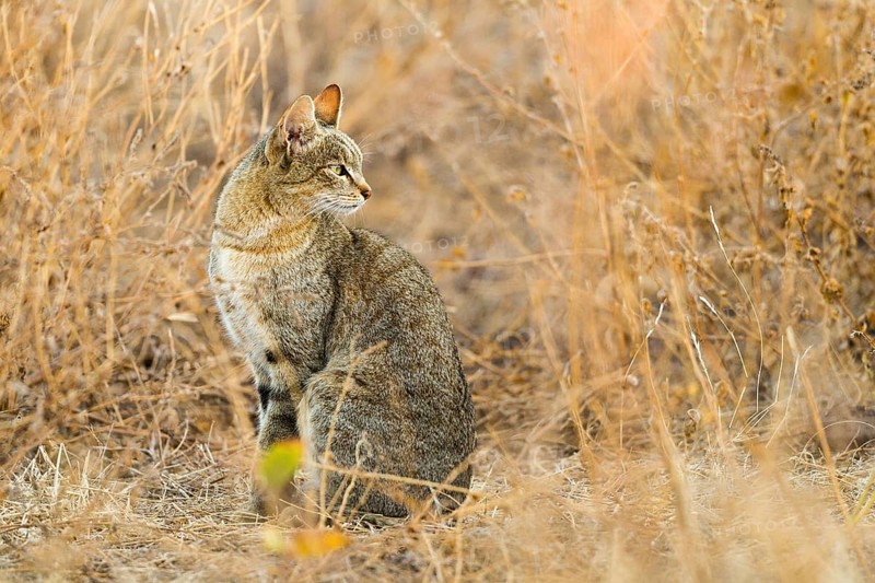 African Wildcat