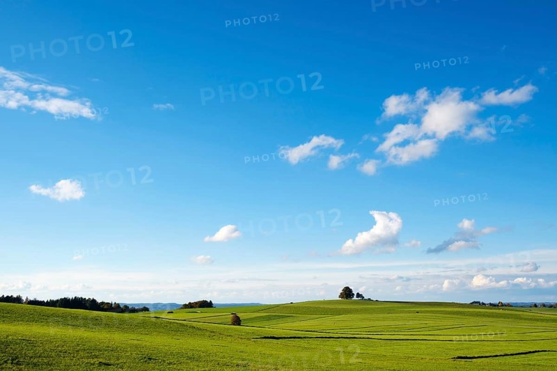 Meadows