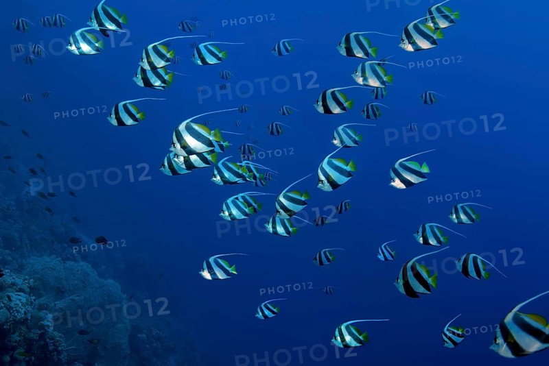 School of fish