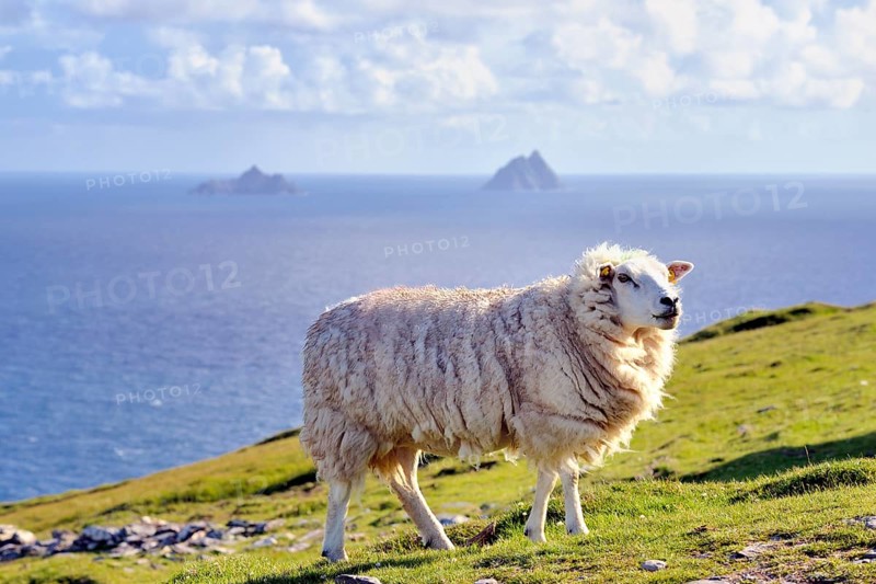 Sheep on coast