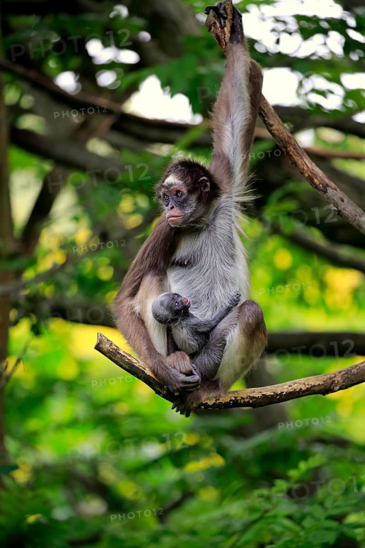 White-bellied spider monkey