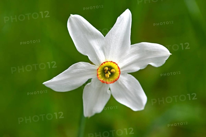 Poet's Daffodil