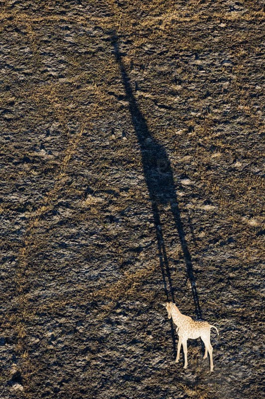 Southern Giraffe