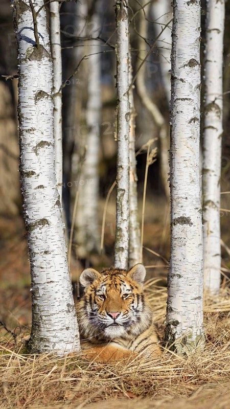 Siberian tiger