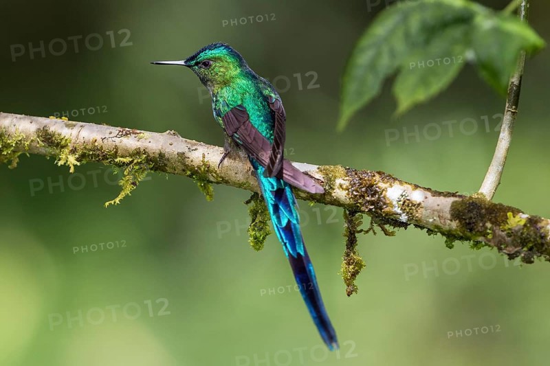 Long-tailed sylph