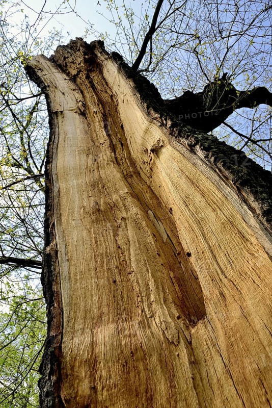 Tree trunk with storm damage