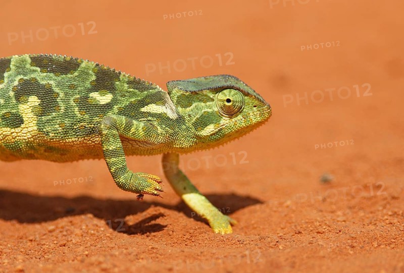 Flap-necked chameleon
