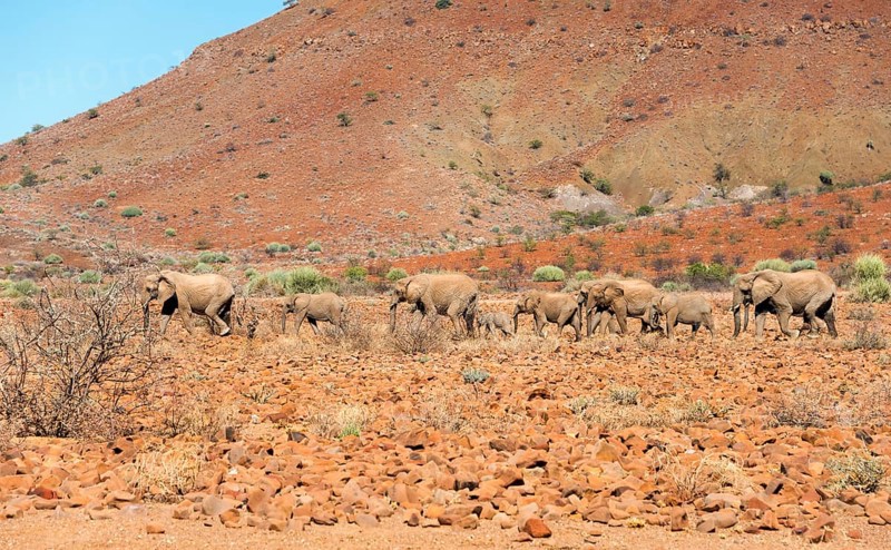 African desert elephants