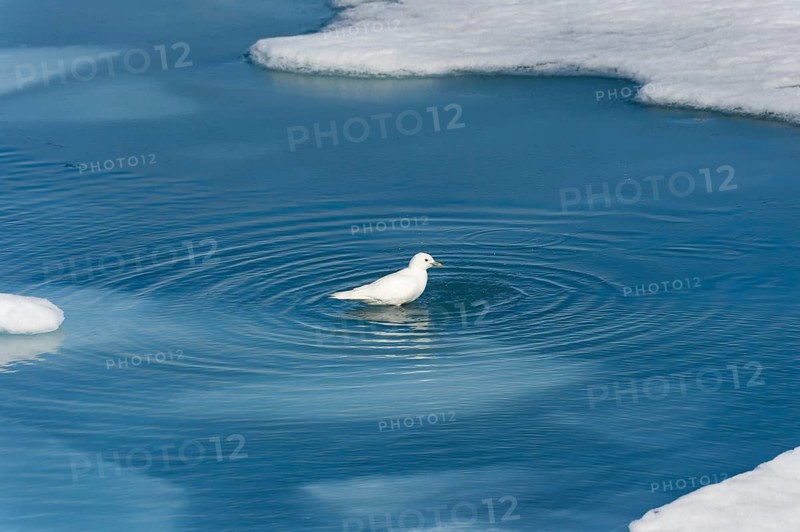 Ivory gull