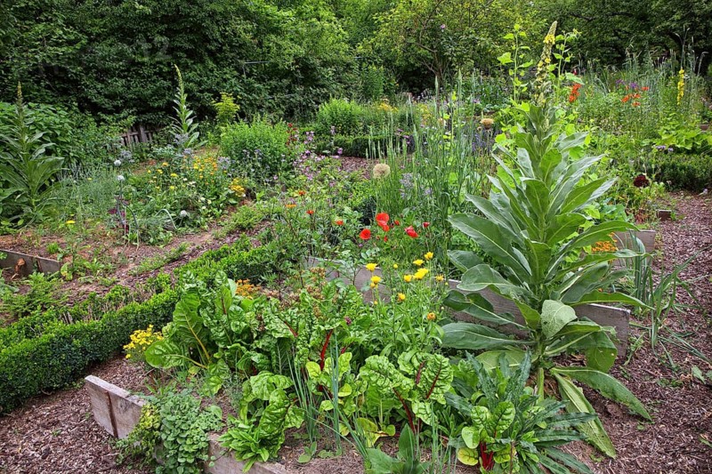 Farm garden with Swiss chard