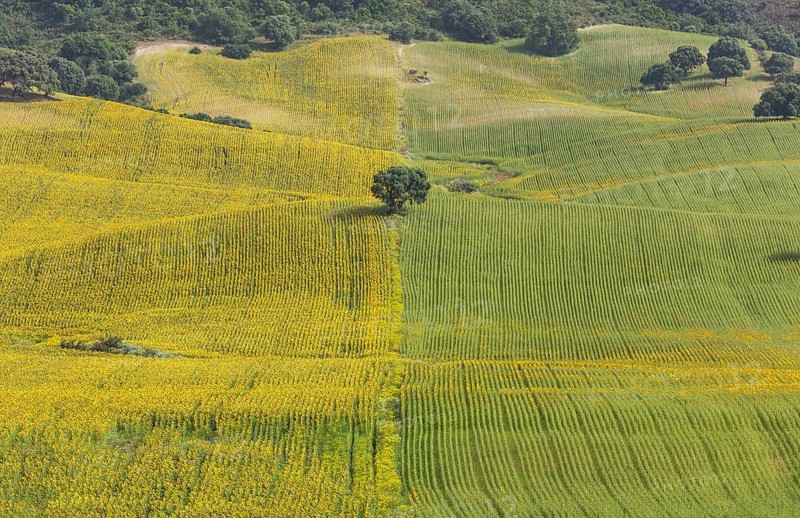 Sunflowers