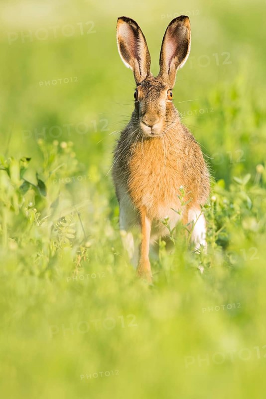 European hare