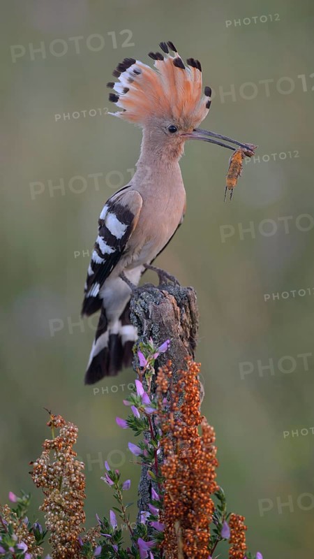 Hoopoe