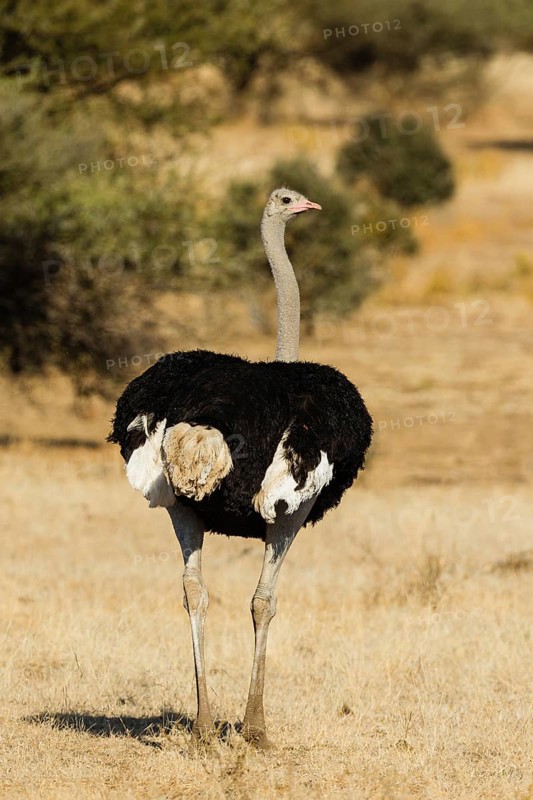 Ostrich