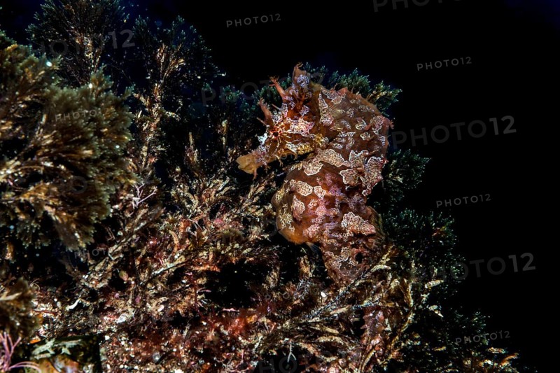 Short-snouted seahorse