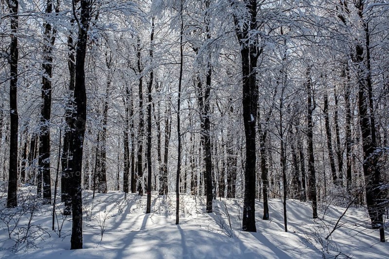 Snow covered forest with backlit sunlight