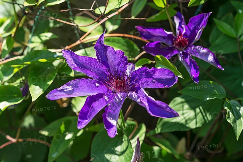 Flowering Blue Clematis blossom