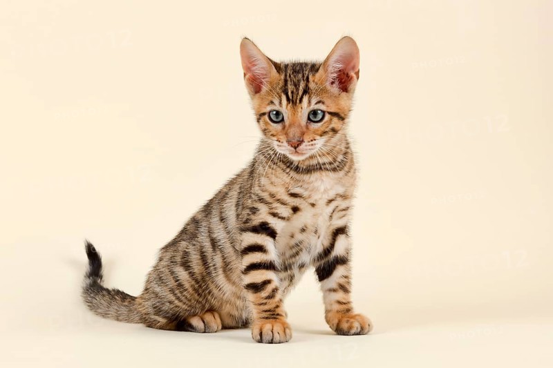 Pedigree cat Toyger
