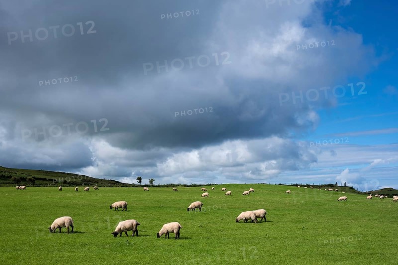 Sheep pasture near Ballycastle