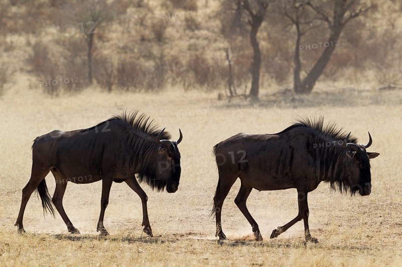 Blue Wildebeests