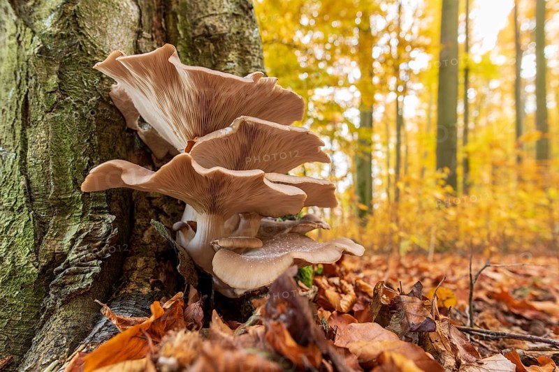 Oysterseitlinge