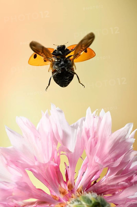 Seven-spott ladybird