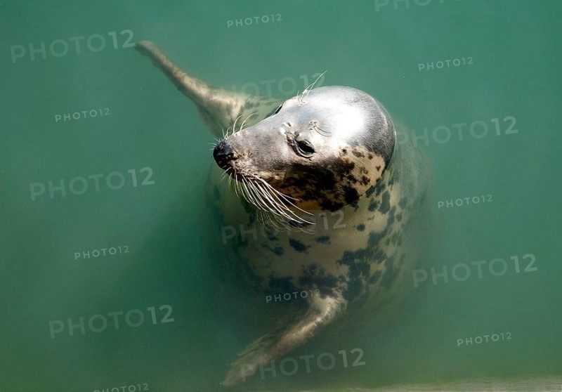 Harbor seal