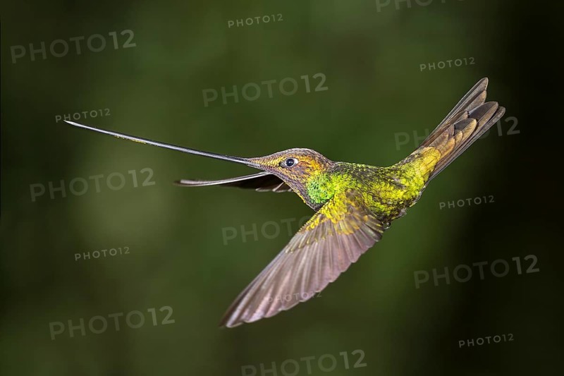 Sword-billed hummingbird
