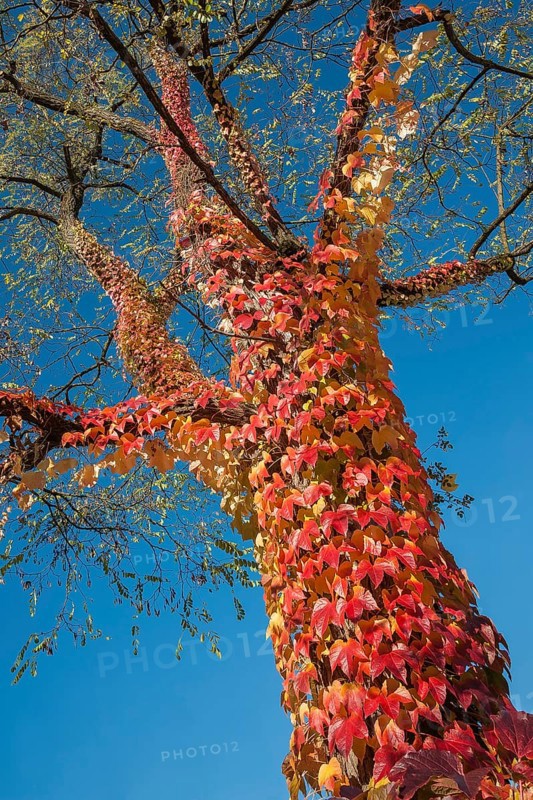 Boston ivy