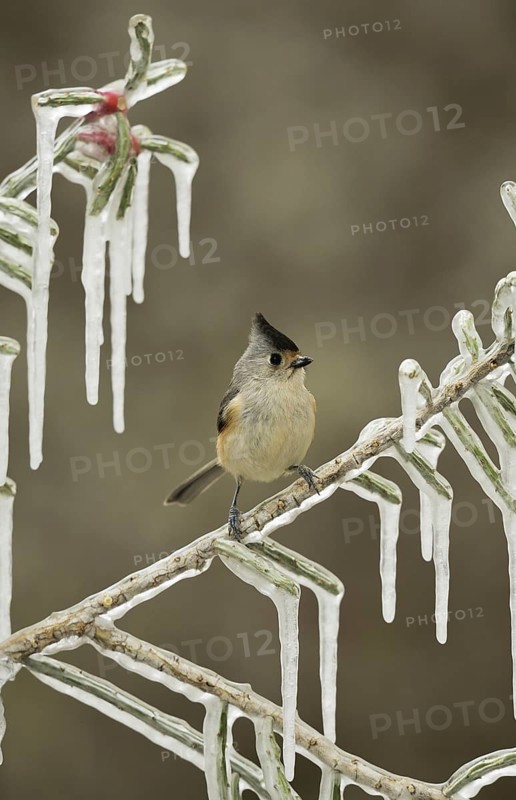 Black-crested Titmouse