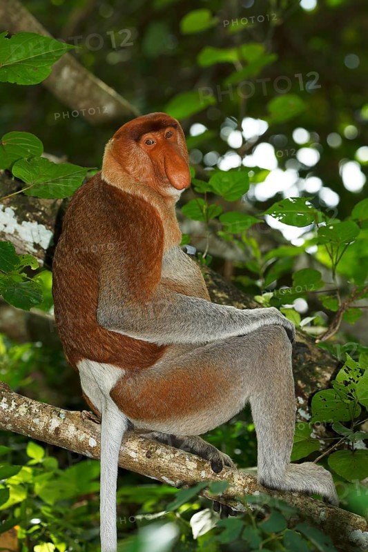 Proboscis Monkey