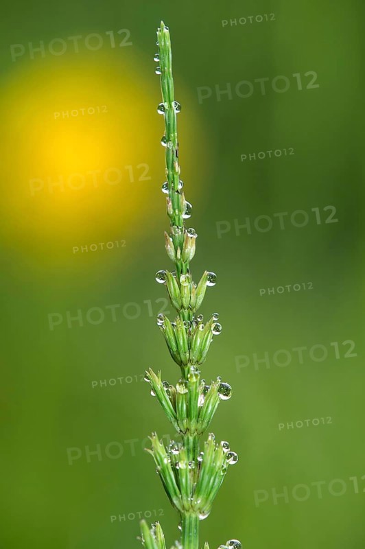 Dewdrops on a field horsetail