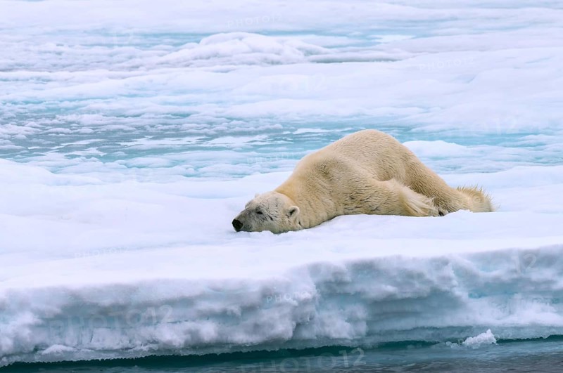 Polar bear