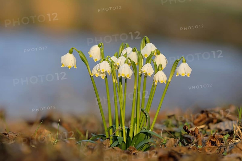 Snowbells
