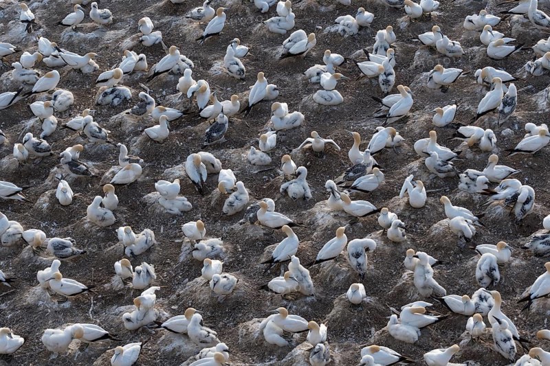 Australasian gannet