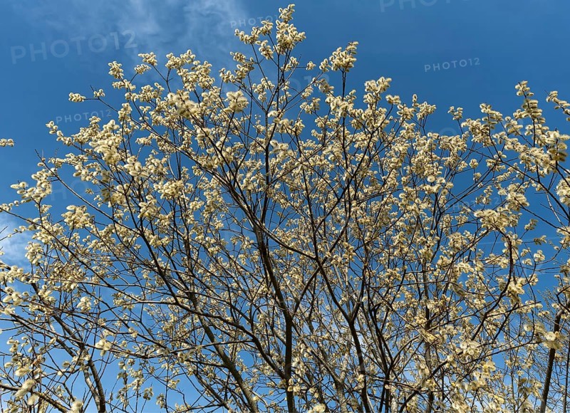 Flowering willow catkin