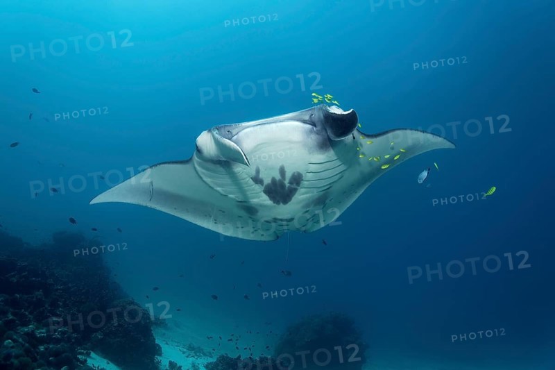 Reef manta ray
