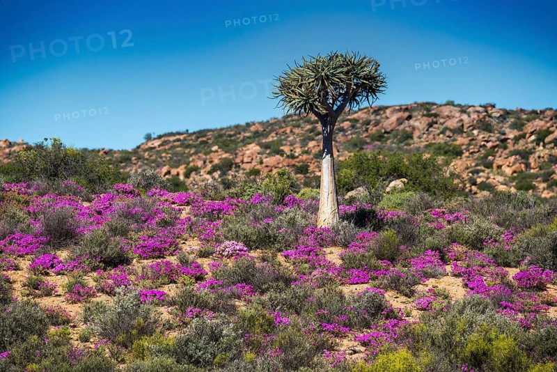 Quiver tree